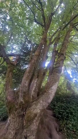 The video shows a low-angle shot of a large, multi-trunked tree with moss growing on its bark. The tree has lush green leaves and is set in a woodland environment. Sunlight filters through the leaves, creating a dappled effect. The camera appears to be handheld and the footage is slightly shaky.
