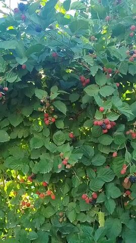 The video shows a close-up view of a blackberry bush laden with ripe and unripe berries. The bush is dense with dark green leaves, and clusters of blackberries are visible throughout, ranging in color from bright red to deep purple and black. Sunlight filters through the leaves, creating a dappled effect and highlighting the textures of the berries and foliage. The overall impression is one of abundant growth and natural beauty, suggesting a warm, sunny day in a rural or garden setting. The camera appears to be moving slightly, offering a dynamic yet intimate perspective of the fruit-bearing branches. There is no visible text in the video. The setting is likely a garden or an area where wild berries grow, given the natural density of the bush. The vibrant colors of the berries and the lush greenery suggest a time of year when the fruit is at its peak, likely late summer.