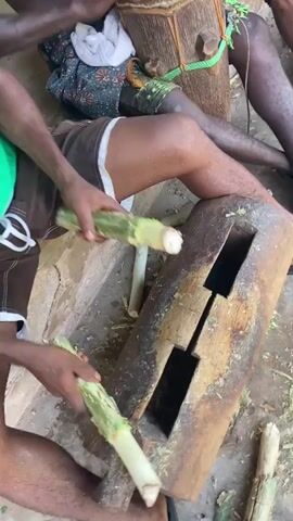 The video captures several men in an outdoor or semi-outdoor setting in Ogbu, Nigeria, engaged in a communal activity involving plant processing and drumming.

The primary subjects are multiple adult men, some shirtless or wearing simple clothing like shorts. One man is actively playing a wooden hand drum, providing rhythmic accompaniment. Other men are seated on the ground or low structures, processing long, green plant stalks.

The main objects include several traditional wooden drums, at least one of which is being played. Crucially, there are multiple large, roughly cylindrical wooden logs, each with a long, narrow rectangular cutout down its length. These logs appear to be used as tools or surfaces for preparing the plant material. The men are seen scraping or peeling the green plant stalks against the edges or within the cutouts of these logs, generating fibrous debris that litters the ground. Some stalks are already peeled, revealing a white interior. Other objects include sandals or flip-flops worn by some men (one pair has a visible "NIKE" logo) and a white cloth.

The scene depicts a rustic, grounded environment, possibly a courtyard or open-air workspace. The ground is dirt or packed earth, strewn with green plant trimmings. The lighting suggests it is daytime. The overall atmosphere is one of focused, collaborative manual labor, with the drumming indicating a cultural or traditional integration of music into work. No overt emotions are displayed, but the participants appear engaged in their tasks. There is no other significant visible text.