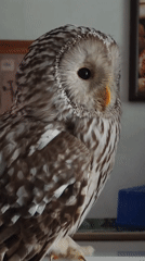 Owl and Maine Coon cat hanging out indoors in Abakan