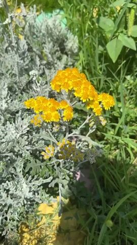 A close up shot shows yellow flowers and plants in a garden.