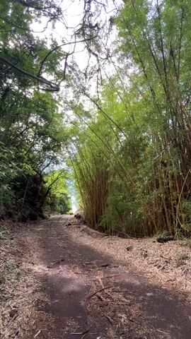 A dirt path winds through a lush forest. Tall bamboo stalks with golden trunks rise on the right side of the path, their green leaves creating a dense canopy overhead. On the left, the path is bordered by trees with dark green foliage and branches that reach towards the sky. The ground is covered with fallen leaves and dry grass, and a few scattered rocks are visible. The sky is visible through the trees, with white clouds against a blue backdrop. The camera pans slowly from left to right, revealing the dense vegetation and the texture of the path.