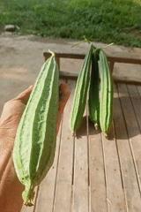 Local harvest and wildlife documented in Mee, Indonesia