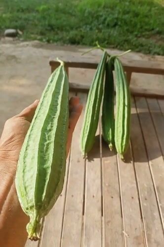 Local harvest and wildlife documented in Mee, Indonesia