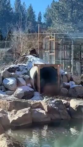 The video shows a bear in an enclosure at a zoo or wildlife park. The bear is lying on a small hill covered in snow, with a large culvert pipe nearby. In the background, there is a fenced enclosure and some trees. The sky is blue. There is a small pond in the foreground. The video appears to be taken from behind a glass barrier. The person recording speaks in Spanish, mentioning that they would like to see the bear up close.