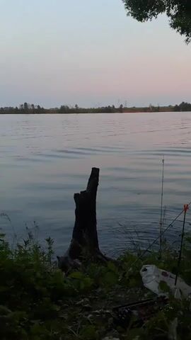The video shows a static shot of a body of water at dusk. A tree stump is visible in the foreground on the left side, partially submerged in water. Two fishing rods are planted in the ground on the right side of the image, with the tips pointing towards the water. There is some green foliage and debris scattered around the base of the fishing rods. The sky is a pale pink and blue gradient, and the water is calm with gentle ripples. The distant shore appears to have trees and possibly some structures. A dark tree branch hangs from the top right corner of the frame.