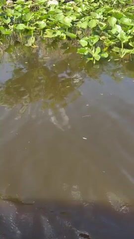 The video shows a waterway covered with green lily pads. The water is dark with ripples on its surface. The boat or platform the camera is on is moving, as evidenced by the changes in the view of the water. The overall environment appears to be a wetland or swampy area.