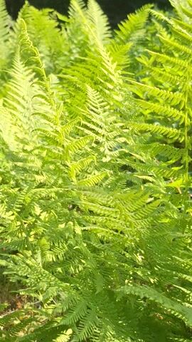 The video displays a close-up view of vibrant green ferns bathed in sunlight. The camera pans slowly, capturing the intricate details of the fern fronds and the surrounding foliage. In the background, a blurred forest can be seen, suggesting an outdoor setting, possibly a woodland or garden. The lighting creates a warm and natural ambiance.