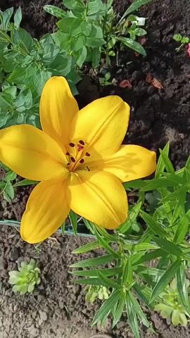 A single yellow lily is in full bloom in a garden bed. The lily is in the center of the frame, with its petals unfurled. The stamen and pistil are visible in the center of the flower. The background consists of dark soil, green leaves, and some smaller plants. The lighting suggests it is daytime, possibly sunny. There is no visible movement in the video.