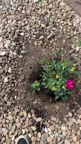 The video shows a person's feet and a newly planted rose bush in a garden bed. The rose bush has green leaves and one pink and magenta flower. The garden bed is covered with small, colorful rocks and has a circular hole dug in the soil for the rose bush. The person's feet are visible in the bottom left corner of the frame, wearing black shoes. The video appears to be shot from a high angle, looking down at the garden bed.