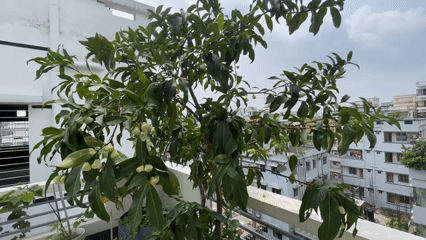 Urban rooftop garden documented in Dhaka with developing fruits