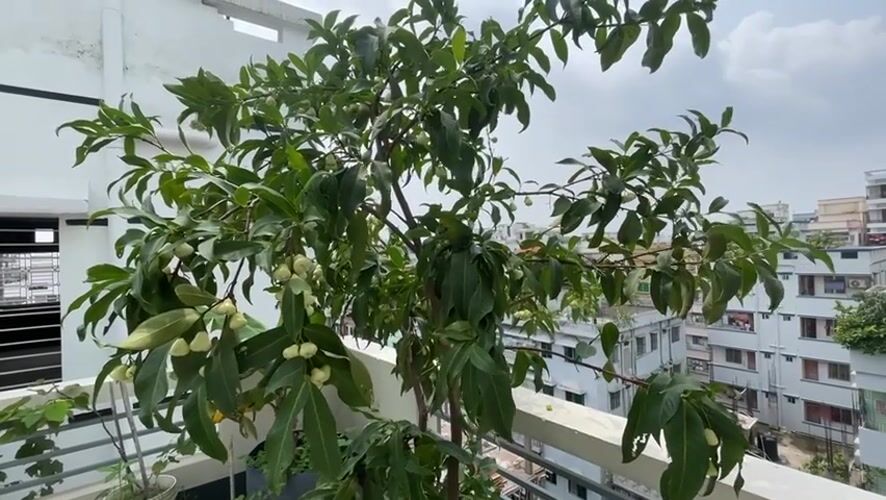 Urban rooftop garden documented in Dhaka with developing fruits