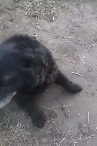The video shows a person's hand petting a black dog. The dog appears to be lying on the ground outdoors, which is covered with dry leaves and dirt. The dog is on a chain. The dog's head is stroked, and then its body. The dog's fur is shaggy and matted. The dog has some graying around its muzzle. The person's hand is pale.