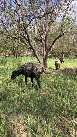 The scene is a grassy field dotted with trees, under a partially cloudy sky. Several sheep of varying colors (black, grey, and beige) are scattered throughout the field, grazing on the tall green grass. The camera is stationary, focusing on the animals as they move about the landscape. The field is somewhat uneven with sandy patches visible through the grass.  The trees are mostly bare, with a few showing early signs of spring foliage.