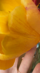 Person examines colorful tulip bouquet in Tokkari, Russia