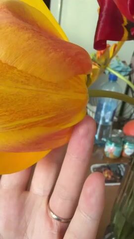 A hand wearing a plain ring holds up a large yellow tulip with a dark center. Other tulips, some red, are visible in the background. The hand rotates the yellow tulip to show the flower's interior, revealing the pistil and stamen. Other objects are blurry in the background.