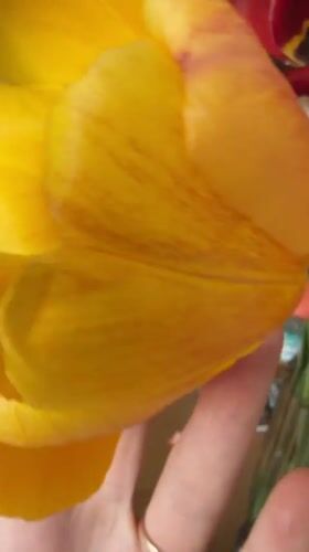 Person examines colorful tulip bouquet in Tokkari, Russia