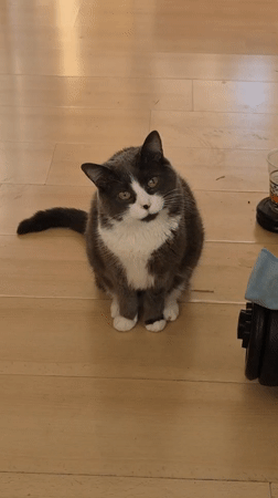 Cat observed on wooden floor in Sofia early morning