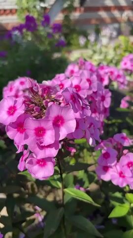 A close-up video shows bright pink phlox flowers in a garden. The flowers have a deep pink center and are clustered together on green stems. In the background, more purple flowers are visible, along with green foliage and a hint of a brick building. The sunlight illuminates the petals, making them appear vibrant and almost translucent. The camera slowly pans across the flowers, showcasing their delicate beauty.