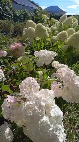 The video shows a close-up view of blooming hydrangeas in a garden. The flowers are predominantly white with some hints of pink, clustered in large, conical blooms. They are surrounded by lush green foliage. In the background, a vine-covered wall or fence is visible, along with the roof of a building and a bright blue sky. The sunlight casts dappled shadows, indicating an outdoor setting on a clear day. The camera pans slowly across the flowers, highlighting their texture and fullness. There are no people or animals visible in the video.