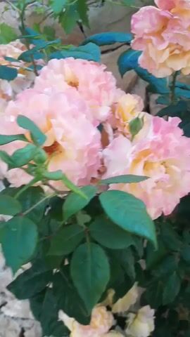 A close-up, handheld shot pans across a cluster of pale pink and yellow roses against a stone wall. The roses are in various stages of bloom, with some appearing fully open and others still in bud. Their petals are soft and delicate, with a slight ruffled texture. Lush green leaves surround the flowers, providing a vibrant contrast to their pastel hues. The stone wall behind the roses is made of rough-hewn, irregular stones, giving the scene a rustic and natural feel. The lighting is soft and diffused, suggesting it might be early morning or late afternoon.