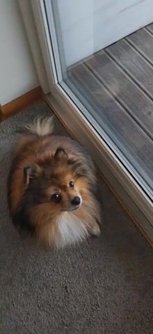 A brown and cream Spitz-type dog looks up at the camera from a carpeted floor. The dog is next to a sliding door. The door is opened, and the dog walks onto a gray wooden deck. The dog then turns to face the camera.