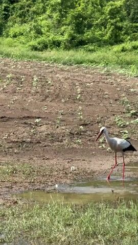 A tall white stork with a black tail and red legs and beak wades in a shallow puddle, repeatedly dipping its head to drink. In the background is a brown, tilled field with small green shoots, and beyond that, a lush green treeline. The sound of birds chirping is audible.