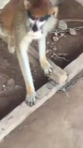 A monkey is the focus of a short video. The monkey is seated on a pile of wooden planks, its body oriented towards the camera. The monkey has brown fur around its head and shoulders, with lighter, almost white fur on its belly and legs. The monkey's face features black markings around the eyes and nose, giving it a distinct appearance. The monkey is indoors, the background consisting of a wall, the ground covered with dirt and debris, and a chain partially visible on the ground.  The camera is static and records the monkey without any additional action taking place.