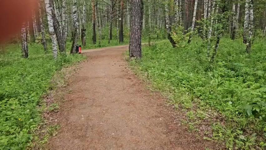 The video shows a dirt path winding through a forest with birch and pine trees. The ground is covered in green foliage and pine needles. There is a trash can with a red bag visible on the left side of the path. Further down the path, there is a red cylindrical object and a wooden signpost. The path appears to be well-maintained and suggests a natural park or hiking trail. The lighting is subdued, indicating an overcast or shaded environment.
