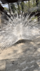 White peacocks display, pigs gather at Karnobat animal facility