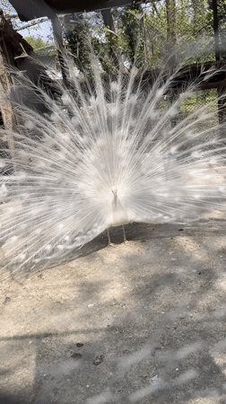 White peacocks display, pigs gather at Karnobat animal facility