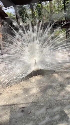White peacocks display, pigs gather at Karnobat animal facility