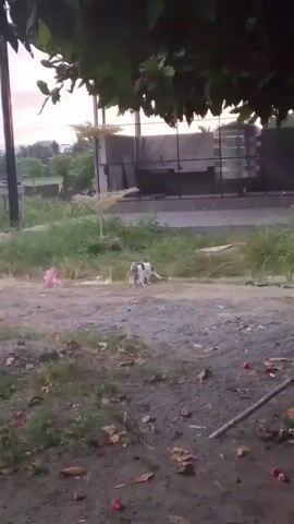 A small, short-haired dog with white and brown markings stands in a dirt lot near some overgrown grass. The dog is facing away from the camera and appears to be looking at something in the distance. In the background, there is a fence and some buildings. The ground is covered with dirt, leaves, and some small red fruits. There is a pink plastic bag and some scattered leaves on the left side of the frame, and a stick and some more red fruits on the right side. The sky is visible above the trees in the foreground, and it appears to be dusk.