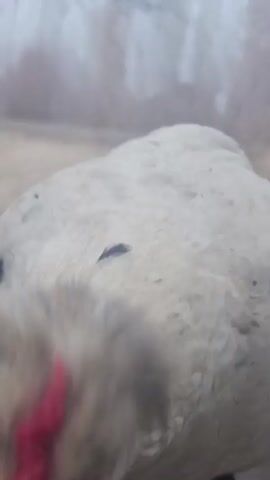 The video shows a close-up of a white chicken with black spots looking directly at the camera. The chicken has a red wattle and comb. The background is blurry, showing a fence and some bare trees. The chicken blinks its eyes.
