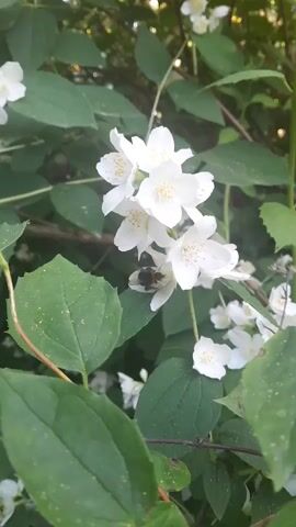 The video shows a close-up of white jasmine flowers with green leaves. A bee is visible on one of the flowers, possibly collecting pollen. The lighting suggests it is daytime, possibly in the late afternoon with dappled sunlight. The background is blurred, indicating a shallow depth of field, focusing attention on the flowers and the bee. The overall scene depicts a natural outdoor environment.