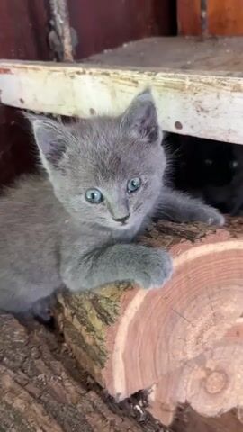 A young gray kitten with bright blue eyes is lying on a piece of wood. The kitten briefly sticks out its pink tongue. In the background, a black cat is visible in the shadows. The environment appears to be rustic, possibly outdoors.