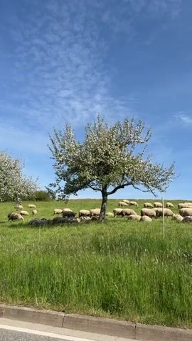 The video captures a serene rural landscape in Gangloff, Germany, under a bright blue sky with scattered white clouds. The primary subjects are a large flock of light-colored sheep, actively grazing in a verdant green field.

Several blossoming trees, heavily laden with white flowers (likely fruit trees such as apple or cherry), are prominent in the scene. One stands centrally in the midground, surrounded by grazing sheep. As the camera gently pans from left to right, another similar tree becomes visible on the left, and a third one appears on the right side of the frame. The lush green grass and the trees in full bloom strongly suggest the video was recorded during the spring season.

The main activity is the sheep calmly grazing across the pasture. No people are visible within the frame. However, the voice of a child saying "Papa" can be heard at the very beginning of the video, followed by a sound resembling a sheep's bleat.

Notable details include the clear, sunny weather and the vibrant natural colors of the landscape. A small concrete curb or edge, possibly part of a road, is visible along the bottom of the frame. The time of day appears to be daytime, likely morning or early afternoon, given the bright and consistent illumination. There is no visible text in the media file.