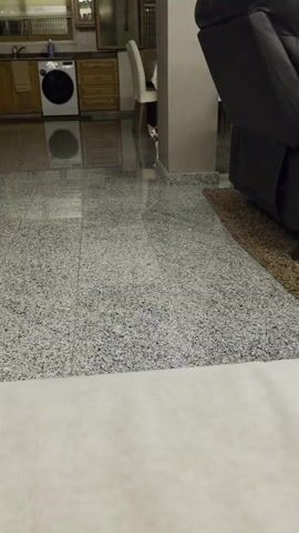 A black and white dog is staring at a cat sitting between a kitchen cabinet and a white chair.  The dog barks a few times and then playfully runs at the cat. The dog has short hair, short legs and a white tip on its tail. The cat is small and has light-colored fur. The dog and cat are on a dark speckled tile floor in a room that includes a kitchen. The camera is held by a person speaking and facing the dog and cat.