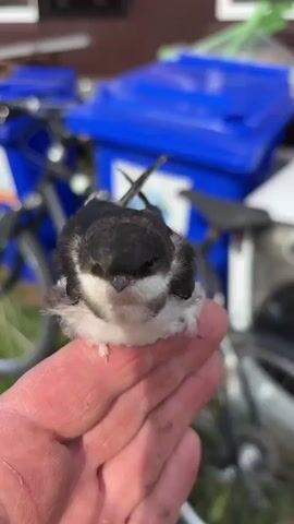 A close-up shot shows a small bird perched on a person's hand. The bird is predominantly black and white with fluffy white feathers around its neck and chest. Its wings are tucked in, and its tail feathers are slightly fanned out. The bird appears to be closing its eyes in some frames. The background is blurred but suggests an outdoor environment with a blue bin and parts of a bicycle visible. The person's hand is a prominent element in the foreground, with visible lines and a slightly weathered appearance. The lighting is natural, indicating it is daytime.