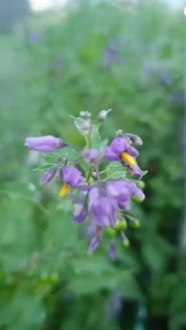 A video shows a close-up of a flowering plant with purple flowers and green leaves, with a blurred background of more foliage. The video is very brief and does not show any people or action.