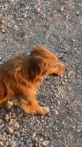 A golden retriever dog walks across a gravelly ground. The dog is mostly in profile facing left. The dog's tongue is hanging out. The dog is the only subject visible in the frame. The background appears to be a rural or undeveloped area. The lighting suggests it is either early morning or late afternoon. The dog turns and squats down to relieve itself at the 3-second mark of the video.