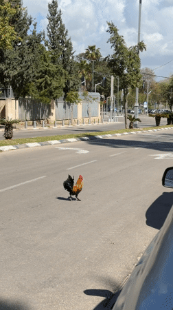 Animals navigate urban Tel Aviv streets and amenities