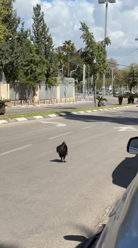 Animals navigate urban Tel Aviv streets and amenities
