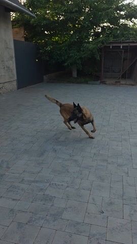 A Belgian Malinois dog is on a paved patio. It is looking up and to its right. A person wearing a white t-shirt and blue shorts runs across the patio toward the dog. The person is in motion and blurry. The dog turns its body to face the person. The person runs past the dog. The dog then turns and runs after the person. The patio is made of gray square pavers. In the background, there is a wooden fence, some green trees and bushes, and a building.