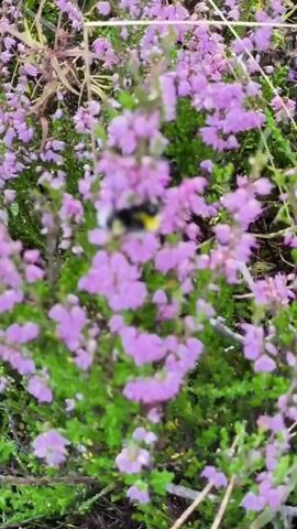 A bumblebee with yellow and black stripes is seen pollinating small pink flowers on a green, leafy plant. The background is blurred and shows more of the same plant and flowers. The lighting is natural and suggests an outdoor setting. The video is shot from a slightly elevated, close-up perspective.