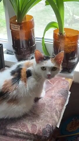 Here is a detailed description of the video:

The video shows a calico cat sitting on a brown and tan patterned pad near a window. Two plants in makeshift pots made from cut plastic bottles are behind the cat on the windowsill. The plants have long green leaves and red blooms. One of the pots is labeled in Cyrillic script. The cat looks at the camera, then turns its head to look at the plants. The cat then moves and lies down on the pad, facing away from the camera. The video ends focused on the plants and the cat laying down, partially obscured behind the plants.