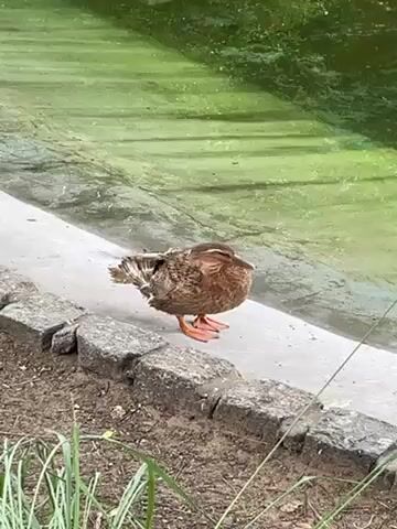 The video shows a brown duck standing on a concrete ledge beside a green, algae-covered pond. The duck is facing left and appears to be grooming its feathers. The ground around the ledge consists of soil, some small plants, and rocks. In the background, the pond's surface is thick with algae, giving it a murky green appearance. The surrounding environment seems to be a park or garden setting.