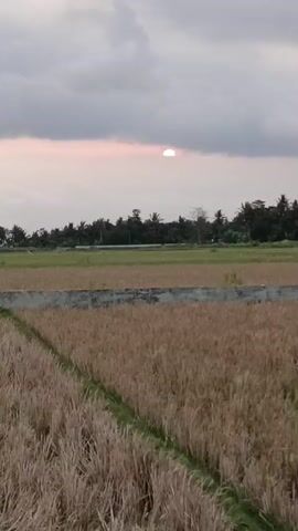 A vertical, eye-level, medium shot captures a sunset over a rural landscape. The sun, a bright white circle with a hint of pink, is partially obscured by thick, gray clouds in the upper center of the frame. The sky transitions to a lighter, hazy gray towards the horizon. Below the sky, a dark green line of trees, possibly palm trees, stretches across the middle ground. In front of the trees, a rectangular field of golden-brown, dried rice stalks fills the majority of the frame, with a narrow green pathway cutting diagonally from the lower left corner towards the center. A low, gray concrete wall runs horizontally across the middle of the frame, separating the field of rice stalks from a patch of less dense, greener vegetation. The scene appears peaceful and serene.