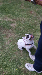 Woman enjoys afternoon park outing with two dogs in Budva