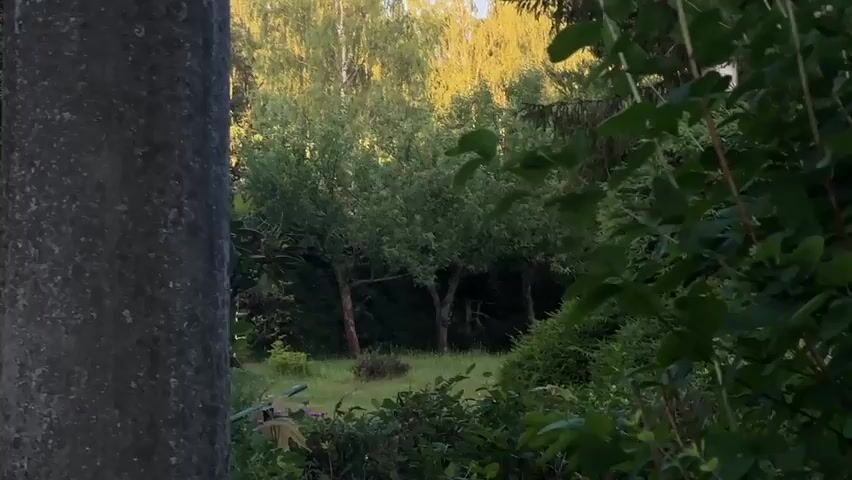 The video begins with a close-up of a large, grey, textured object on the left side of the frame, possibly a stone pillar. Behind it, a lush green garden scene is visible, with several trees with dark trunks and full canopies. The ground is covered in grass and some smaller bushes. The lighting suggests it is either early morning or late afternoon, with warm light filtering through the trees in the background. The camera then pans rapidly to the right, causing the image to blur significantly. The blur resolves to reveal a portion of a dark wooden building. The building has a dark, sloped roof covered in shingles and a green trim. There are several windows visible along the roofline, some rectangular and some triangular. Below the main roof, there is a smaller, angled roof structure over what appears to be an entrance, with a white light fixture attached. More greenery, likely bushes or hedges, obscures the lower part of the building. The background, particularly the sky above the building, is a bright yellow, indicating strong sunlight. The video is very short, approximately 4 seconds long.